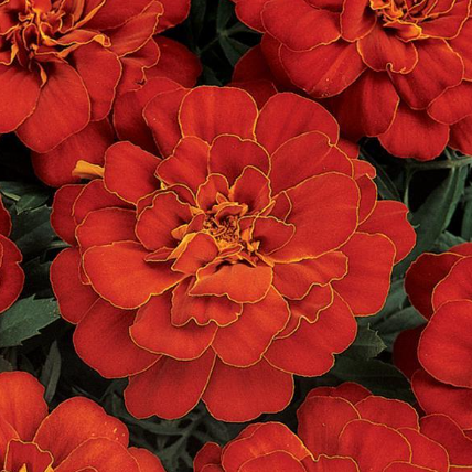 Marigold - Red