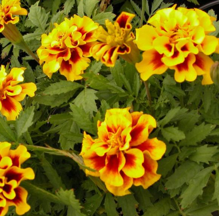 Marigold - Yellow Flame
