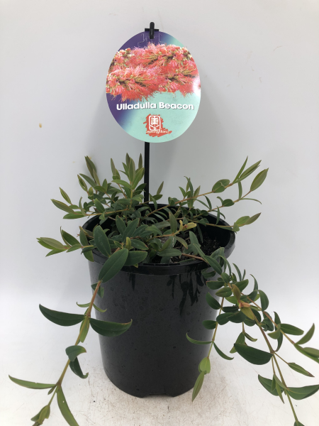 the plant broker