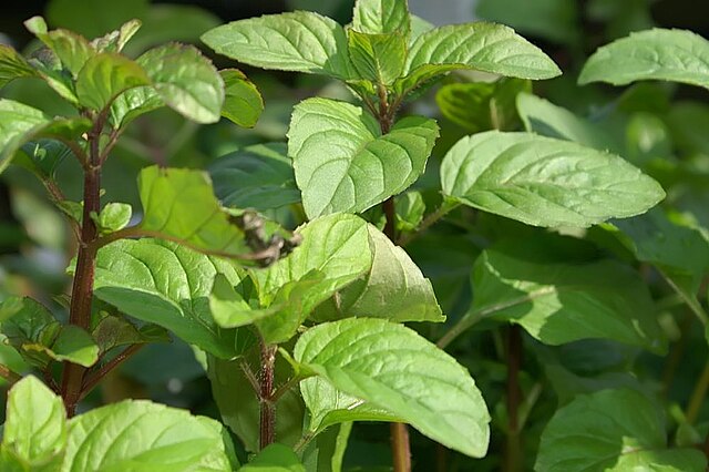 Mentha × piperita f. citrata