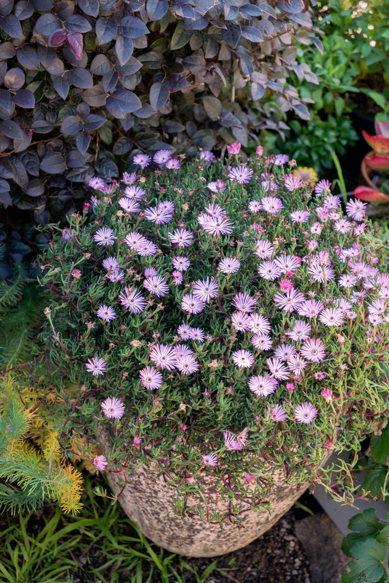 Mesembryanthemum ‘Candy Pink’