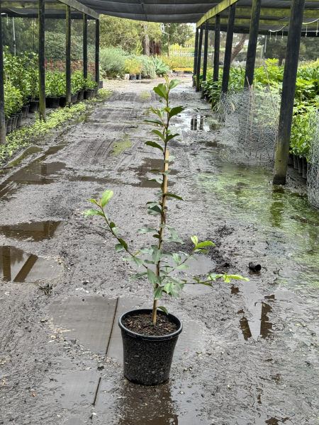 Michelia Cinderella