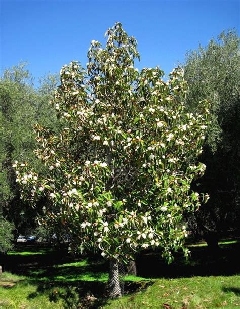 Michelia doltsopa