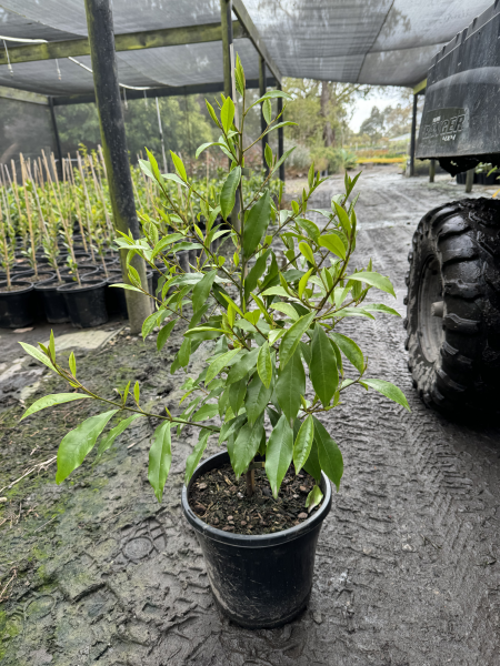 the plant broker