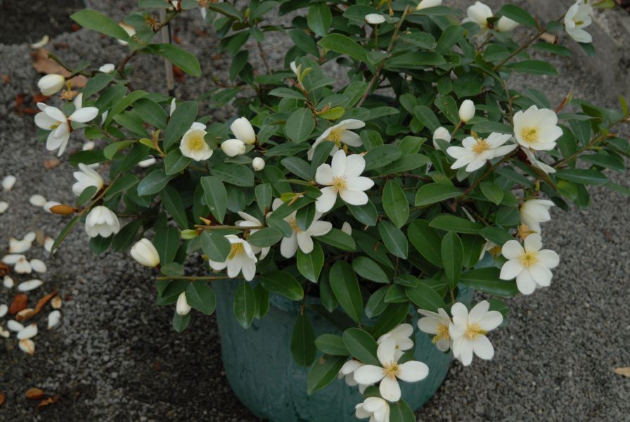 Michelia yunnanensis Free Spirit
