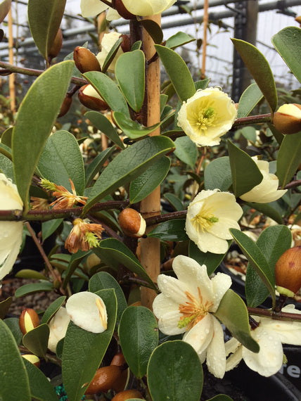 Michelia yunnanensis Scented Pearl