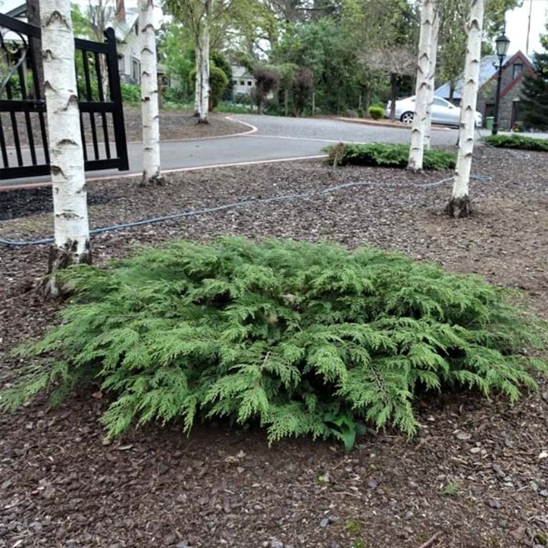 Microbiota decussata