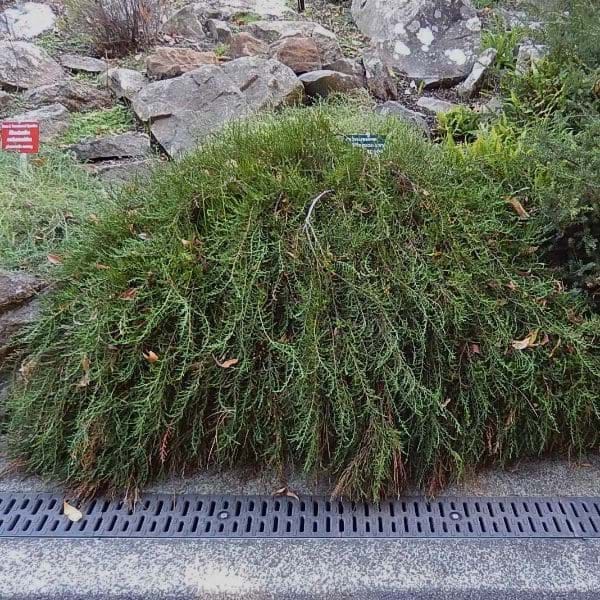 Microcachrys tetragona