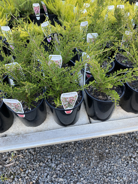 Micromyrtus ciliata Prostrate