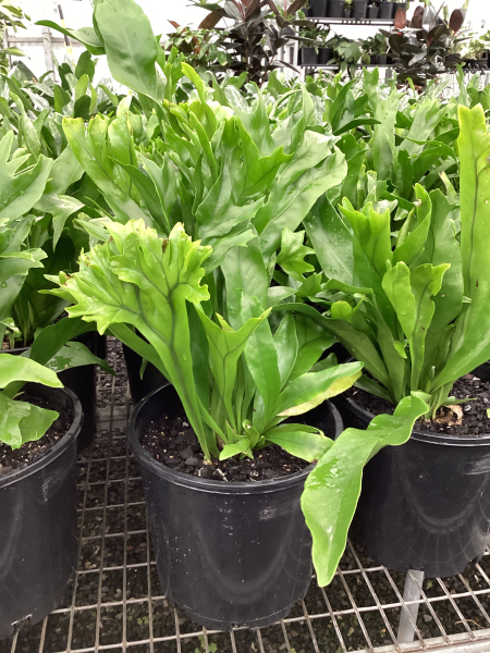 Microsorum punctatum 'Green Flame'