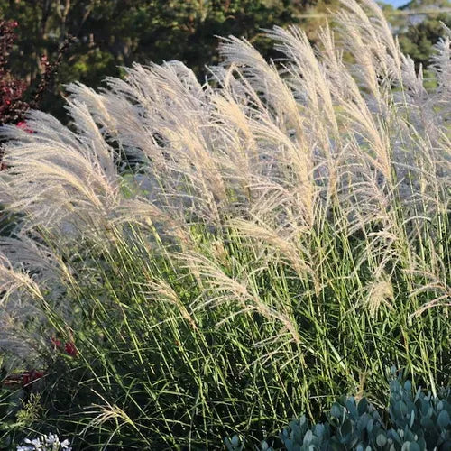 the plant broker
