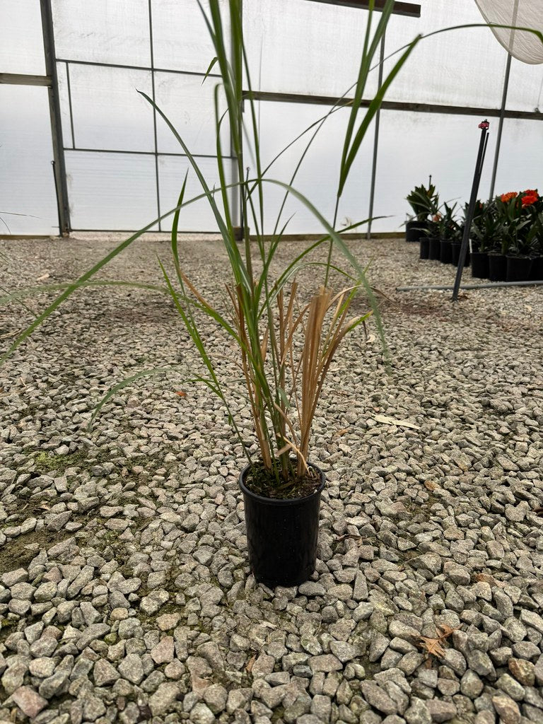 Miscanthus transmorrisonensis