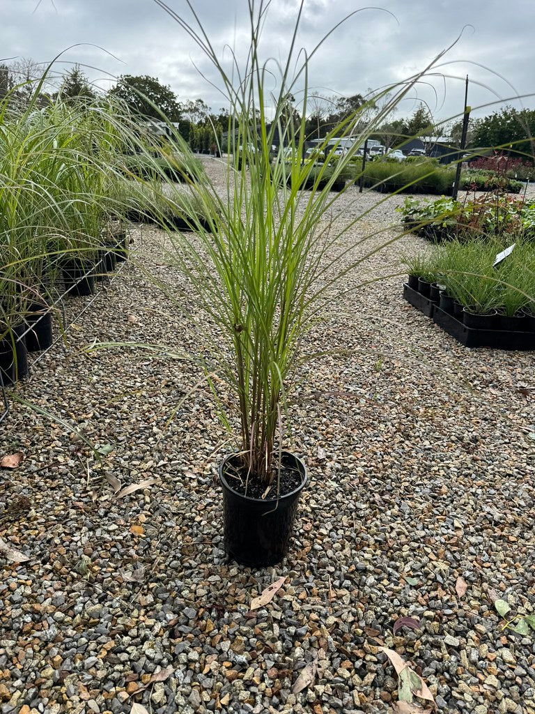 Miscanthus transmorrisonensis