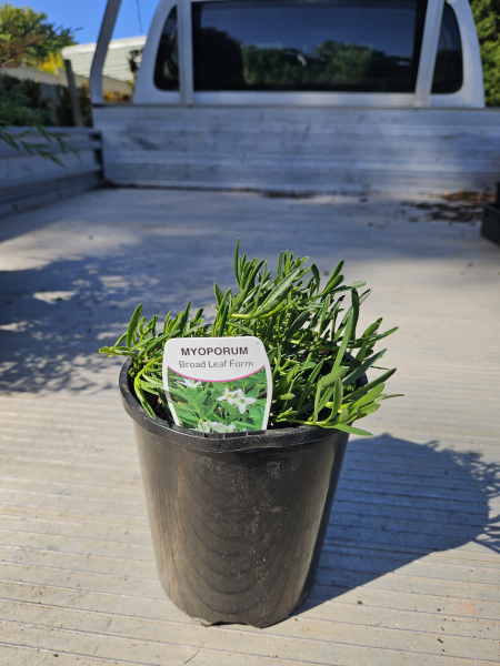 Myoporum parvifolium Broad Leaf White