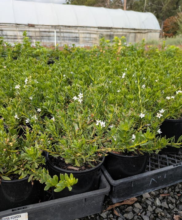 the plant broker