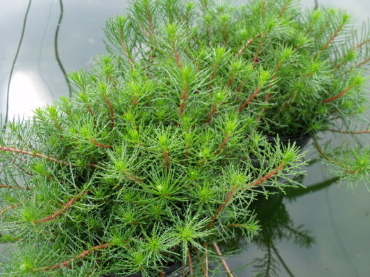 Myriophyllum papillosum Red Dragonfly