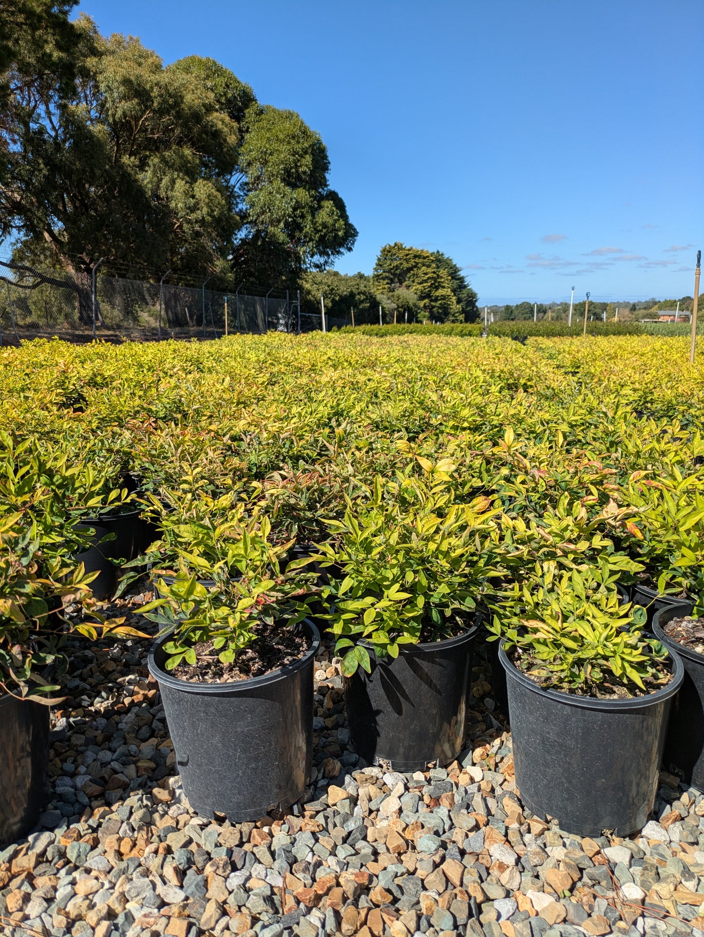 Nandina domestica Nana