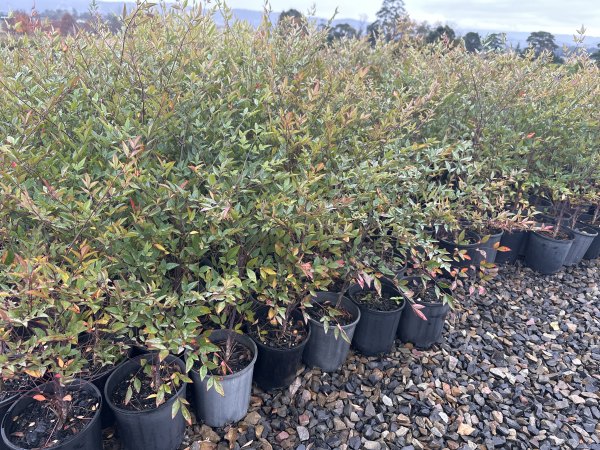 Nandina domestica