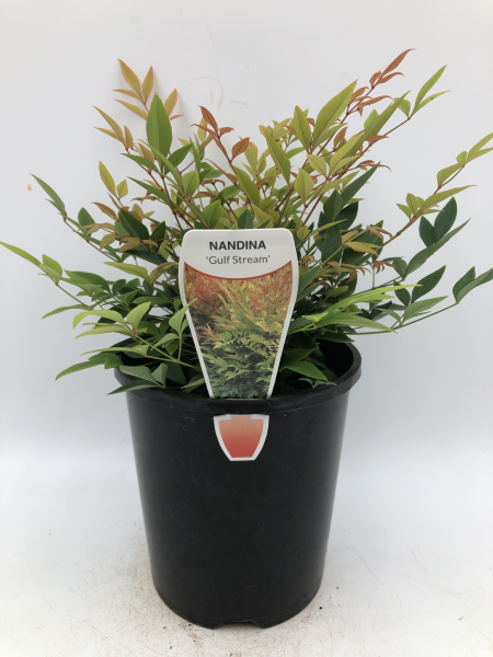 Nandina domestica Gulf Stream