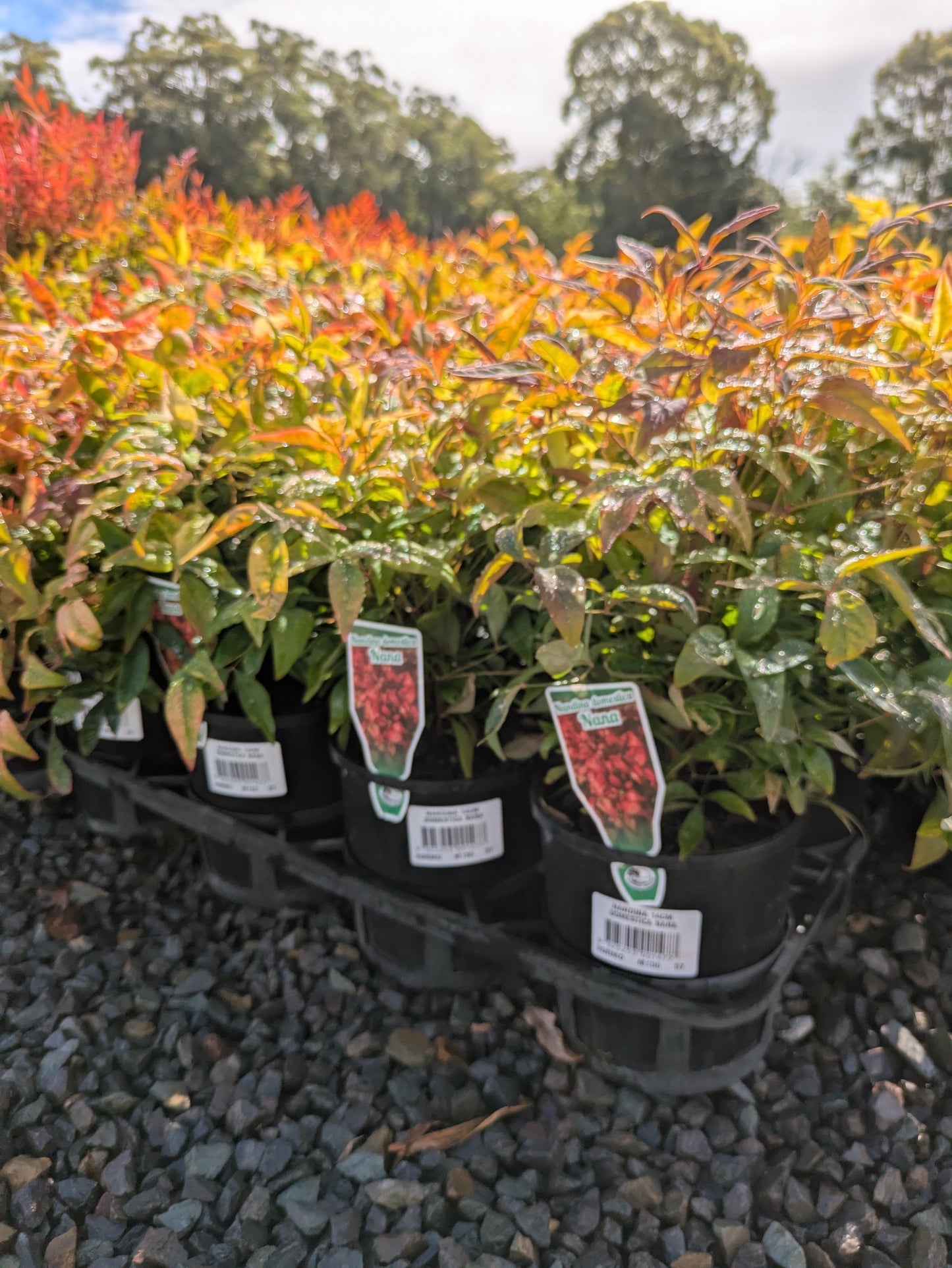 Nandina domestica Nana
