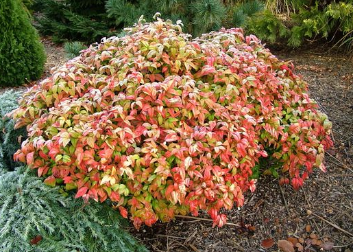 Nandina domestica Nana