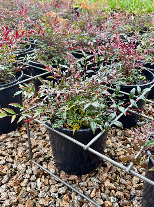 Nandina domestica 'Colourscape'