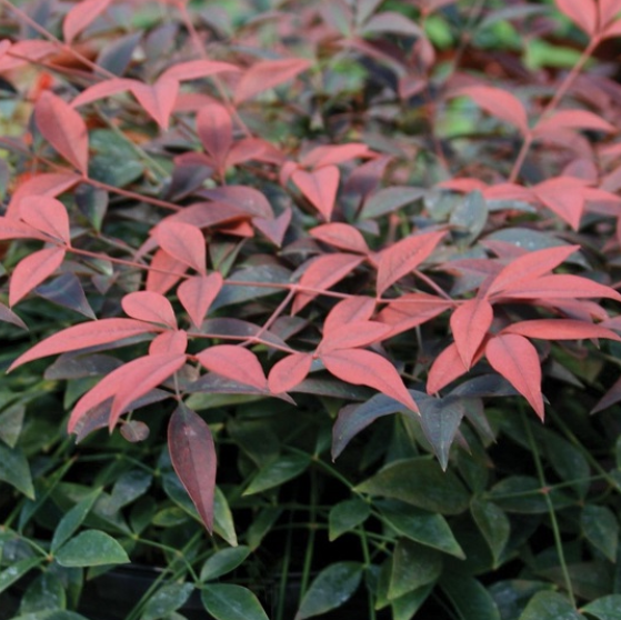 Nandina domestica (MURASAKI) FLIRT™