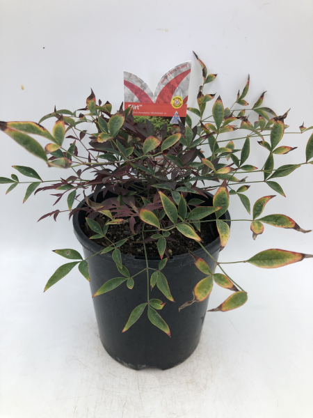 Nandina domestica (MURASAKI)  FLIRT™