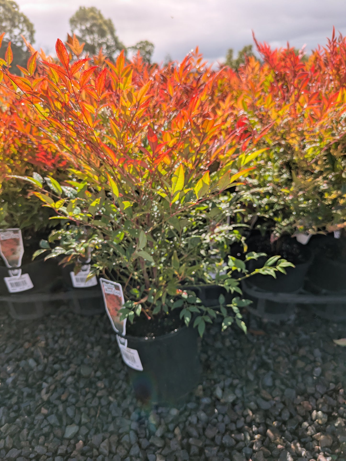 Nandina domestica 'Moon Bay'