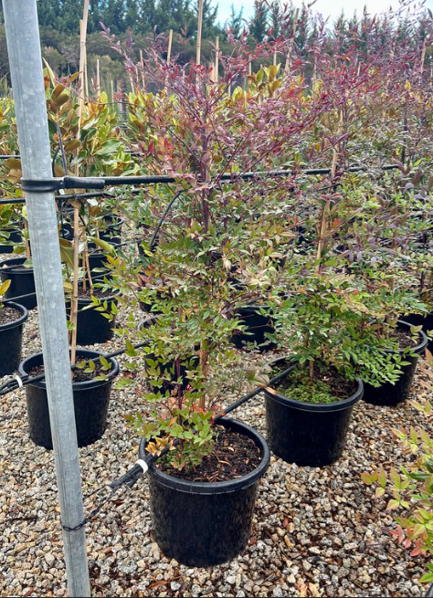 Nandina domestica 'Summer Sunset' pbr