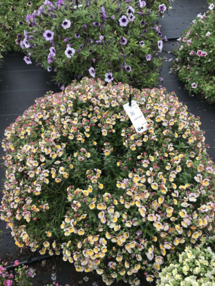 Nemesia Bananaberry