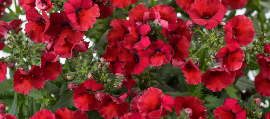 Nemesia Nesia Burgundy