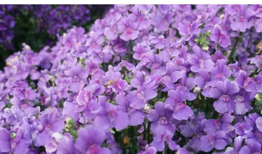 Nemesia Nesia Denim