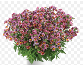 Nemesia Nesia Tutti Frutti
