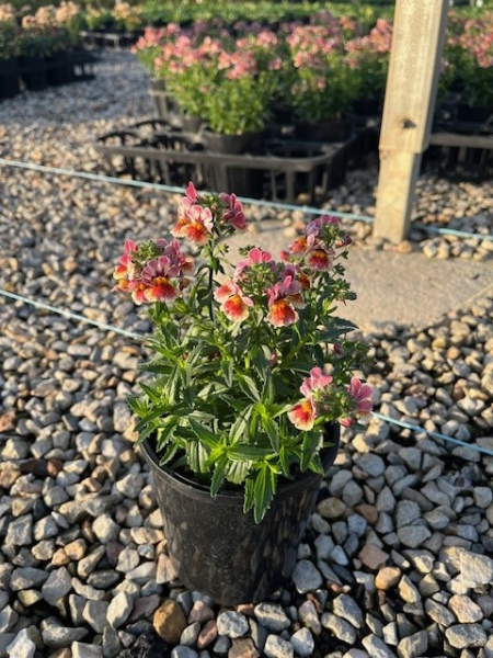 the plant broker