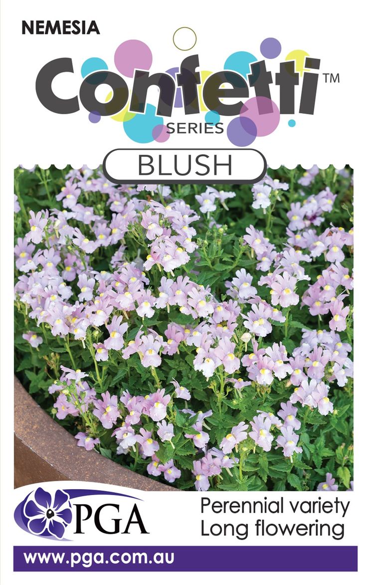 Nemesia ‘Confetti Blush’