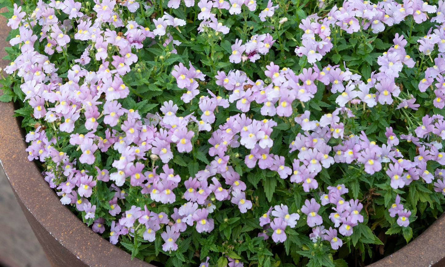 Nemesia ‘Confetti Blush’