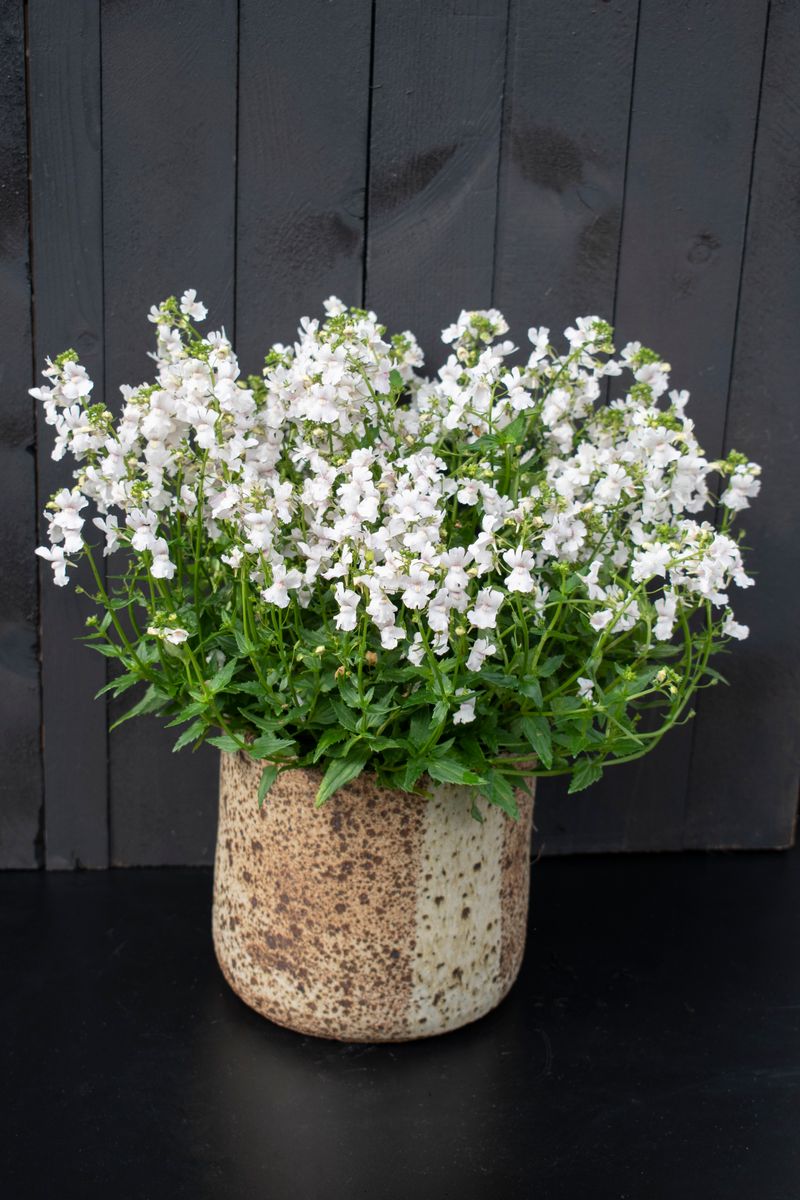 the plant broker