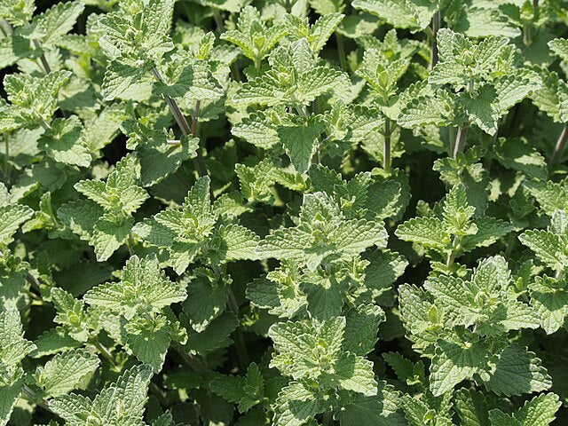 Nepeta Six Hill Giant