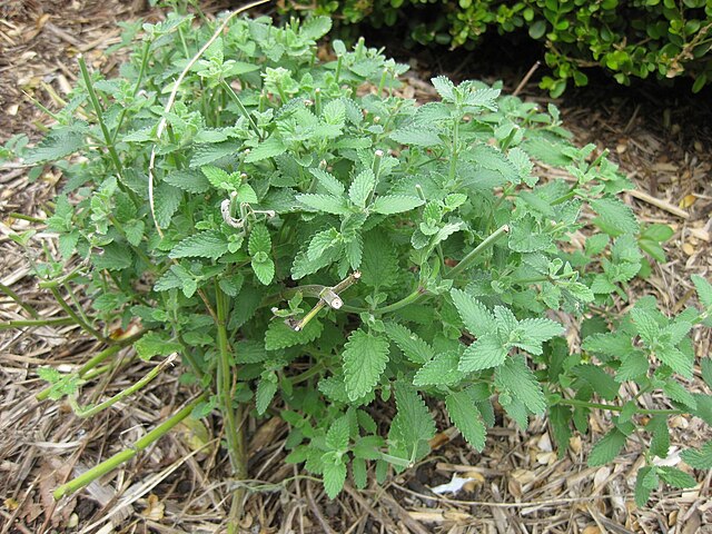 Nepeta Walker's Blue