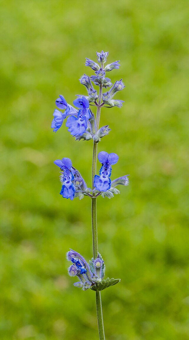 Nepeta Walker's Blue
