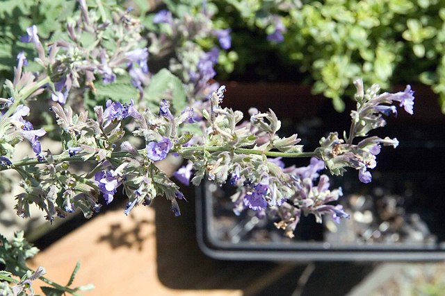 Nepeta Walkers Low