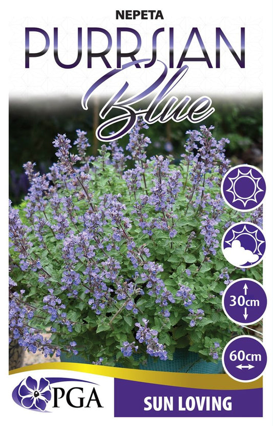 Nepeta ‘Purrsian Blue’