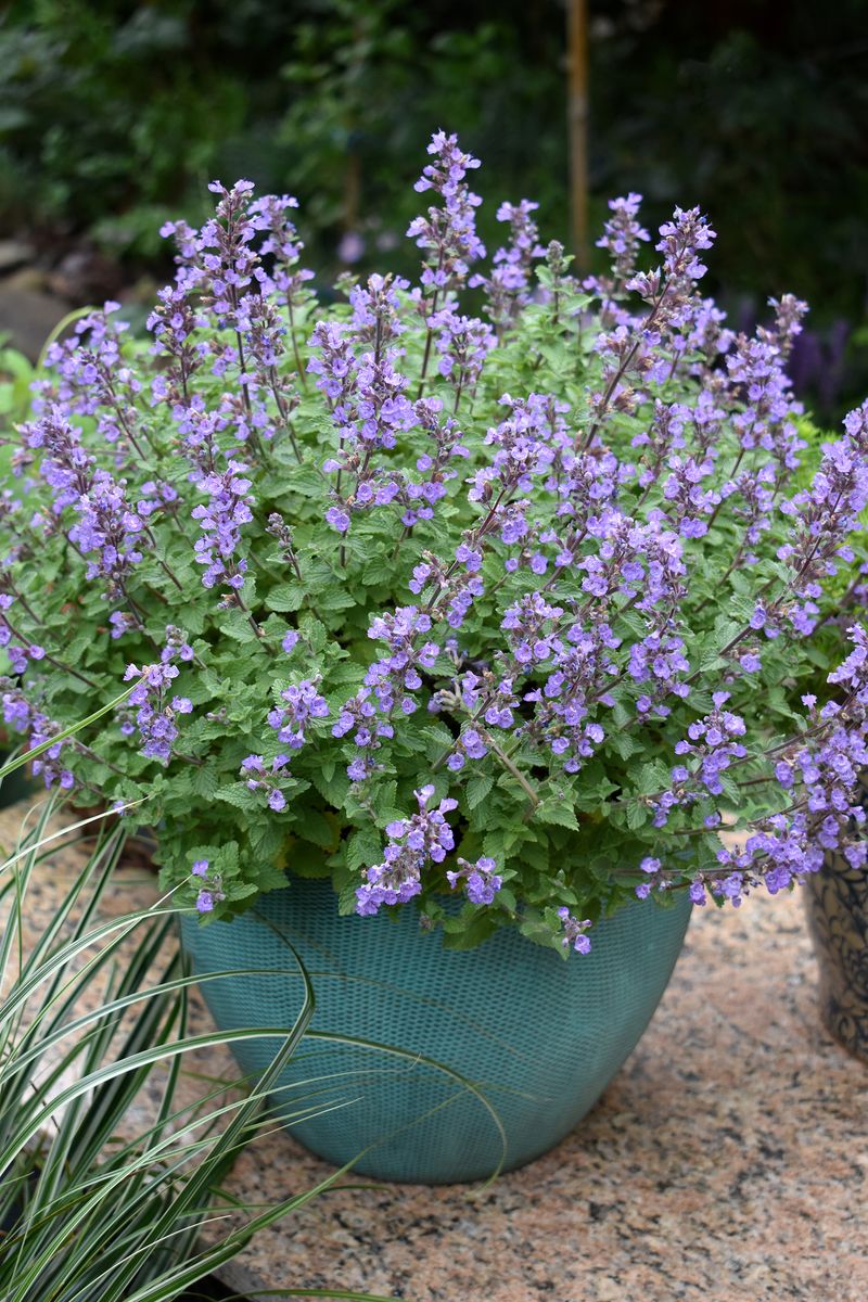 Nepeta ‘Purrsian Blue’