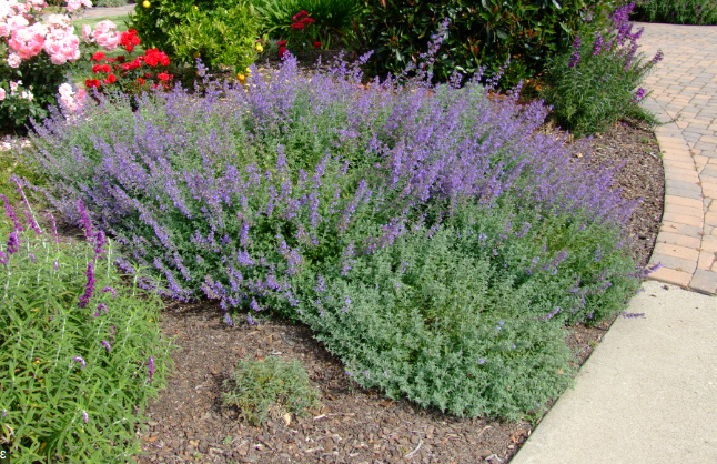 Nepeta x faassenii 'Dropmore'