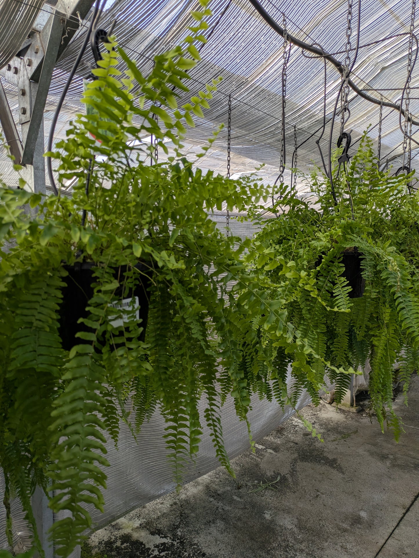 Nephrolepis exalta