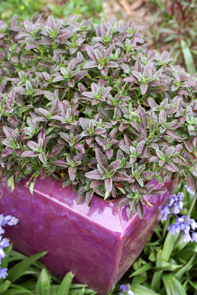 the plant broker