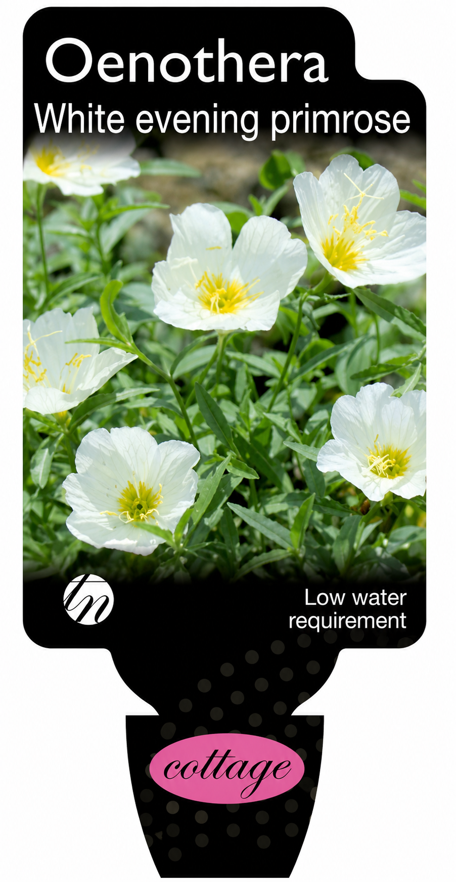 Oenothera speciosa Alba