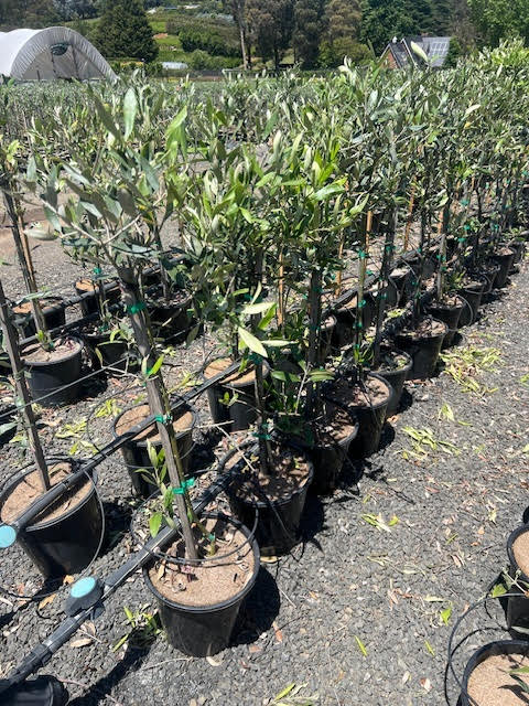 Olive - Olea europaea Jumbo Kalamata