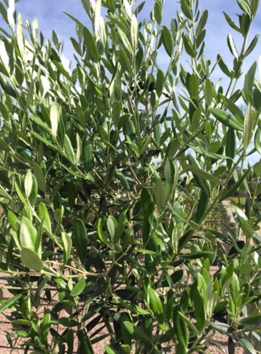 Olea europaea Manzanillo